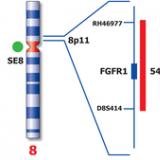 FGFR1 (8p11) / SE 10 肺癌检测试剂盒