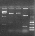 PCR芯片