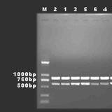 RT-PCR实验技术服务